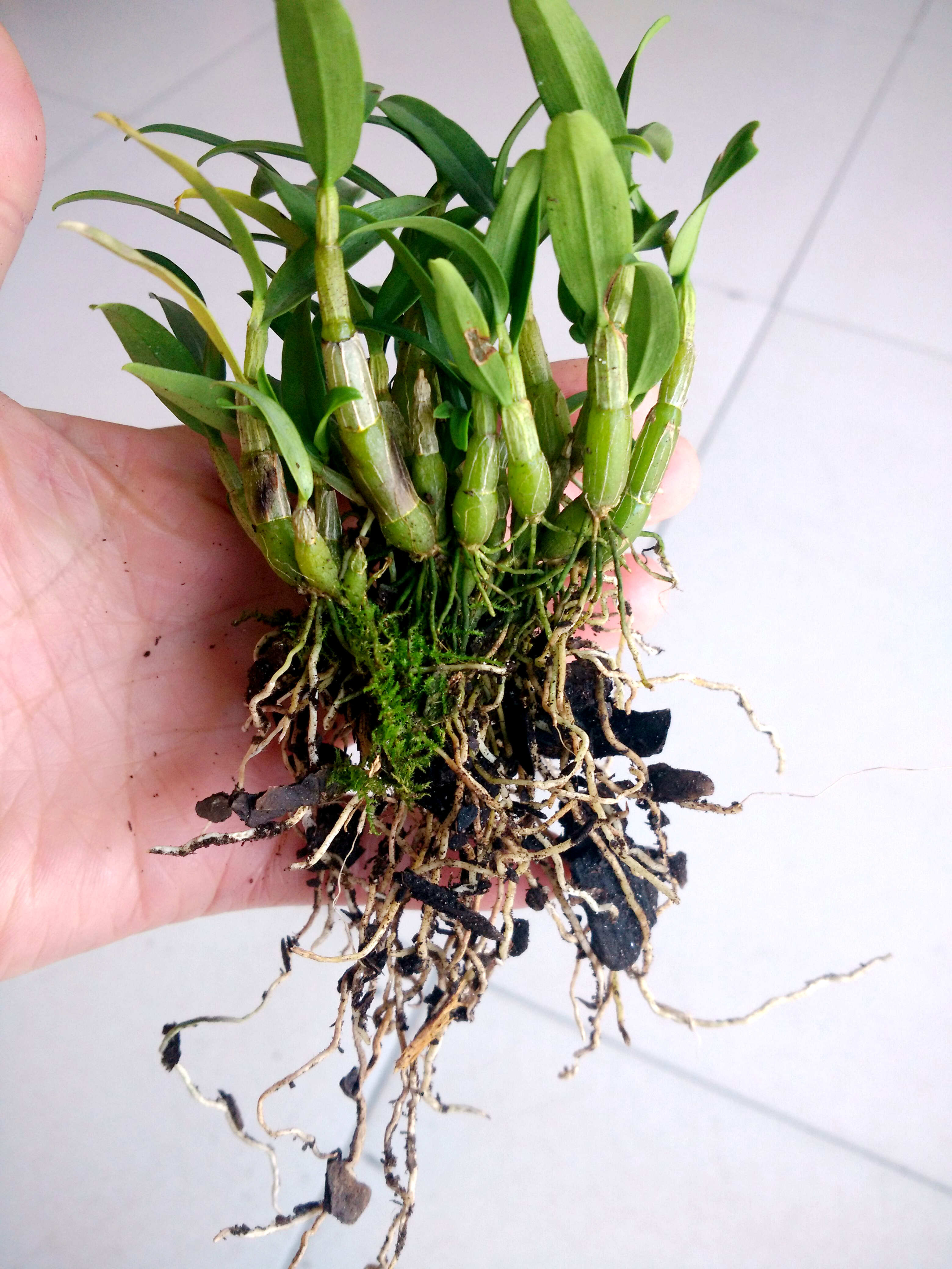 霍山米斛苗 米斛种苗 三年苗 现拔现发 原产地直发 质量保证