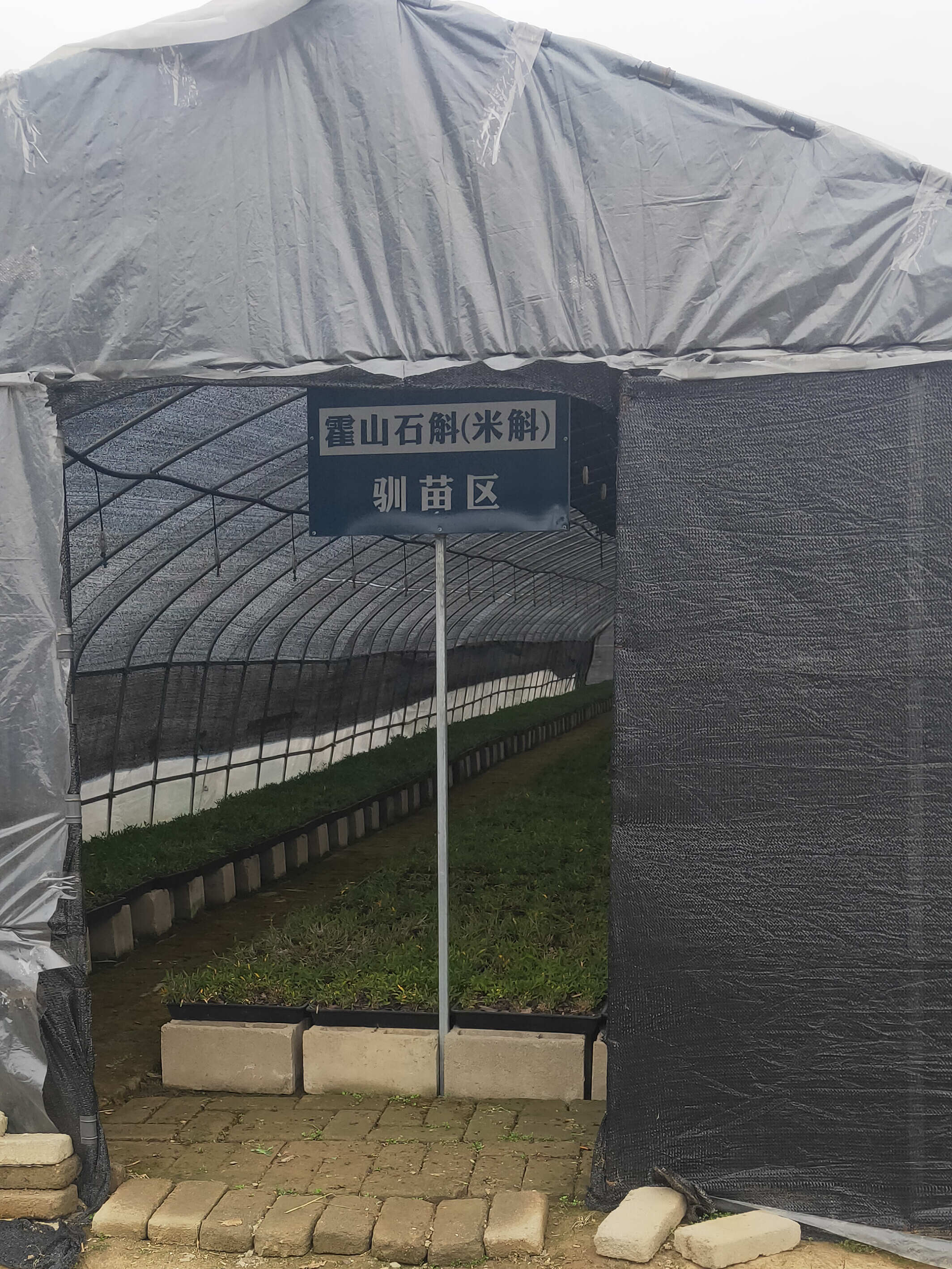 霍山米斛种苗和铁皮石斛种苗现拨现发提供技术指导可实地考察