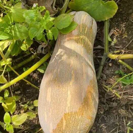 徐闻县【精品】湛江南瓜，货源充足，量大质优，产地一手货源