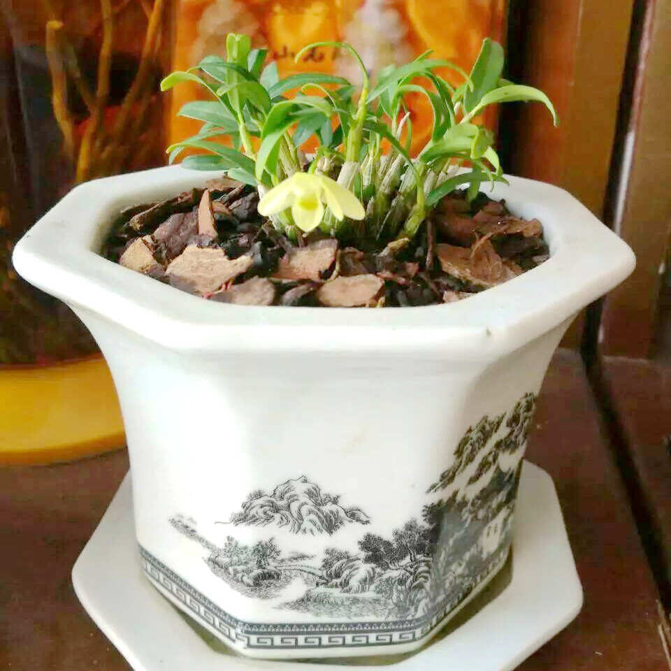 霍山米斛种苗和铁皮石斛种苗现拨现发提供技术指导可实地考察