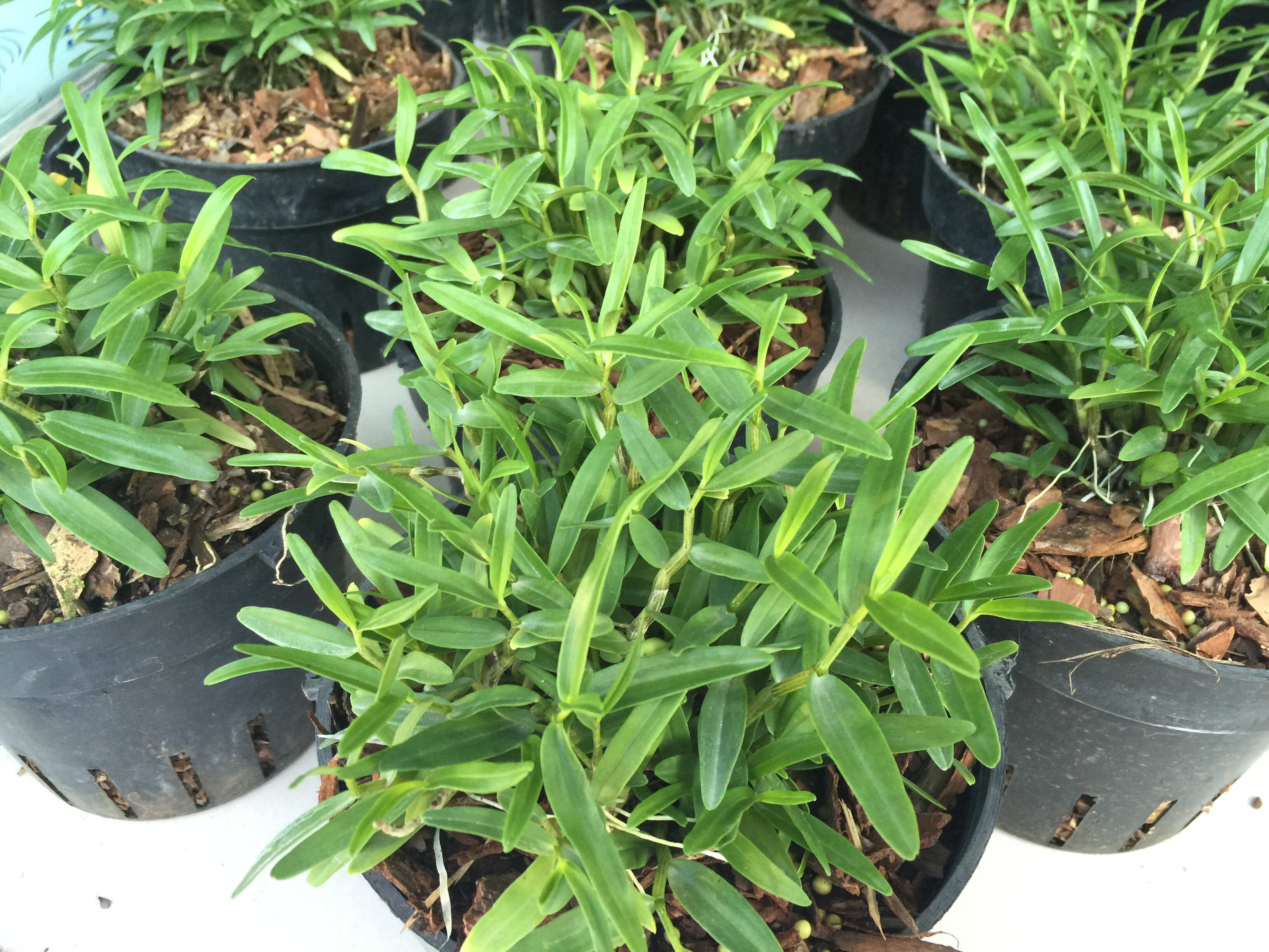 霍山米斛苗 米斛种苗 三年苗 现拔现发 原产地直发 质量保证