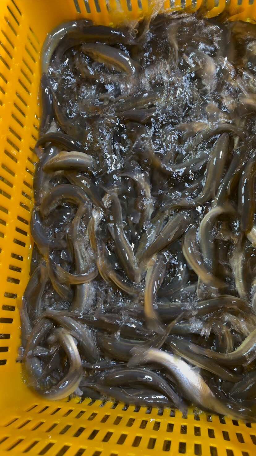 翘嘴白鱼 各个规格 货源充足出水冰鲜 可发全国欢迎实地考察