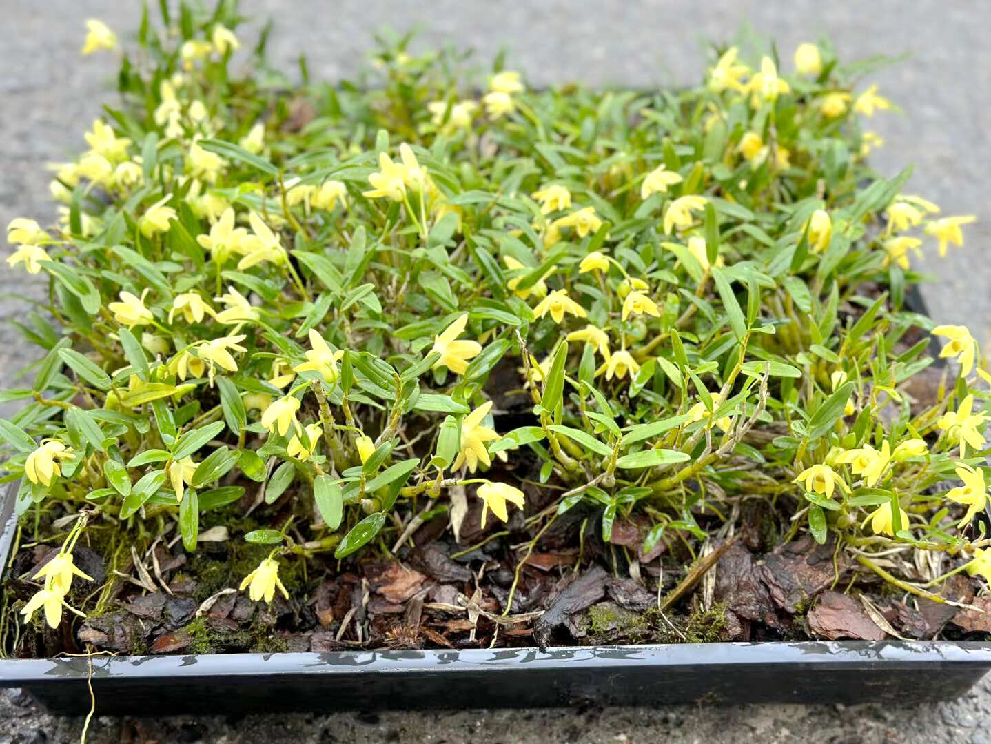 霍山米斛苗 米斛种苗 三年苗 现拔现发 原产地直发 质量保证