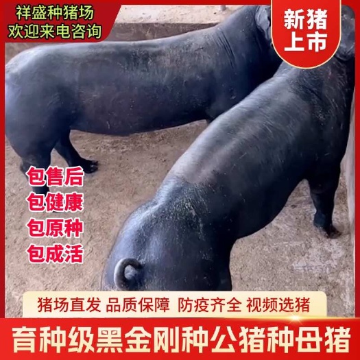 国寿黑金刚育种级黑金刚国寿猪种母猪黑母猪