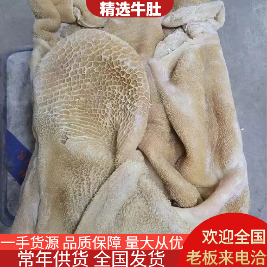 汕头精选鲜牛肚
