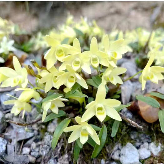 霍山县米斛苗 石斛种苗和铁皮种苗 大型基地现拨现发