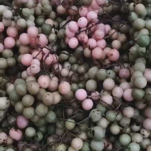 峨眉山市金果榄种子。苗子
