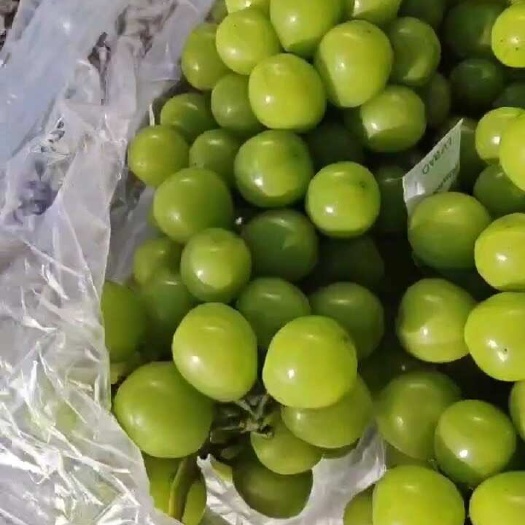 凌海市东北阳光玫瑰葡萄大量供应，冷库储存保证质量，冷棚货20多度糖