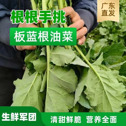 板蓝根菜苔，口感清甜鲜脆，营养全面，适合所有人群食用