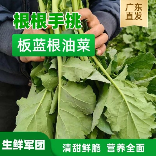 佛山板蓝根菜苔，口感清甜鲜脆，营养全面，适合所有人群食用