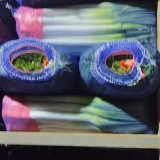 潍坊大葱净葱毛葱都有