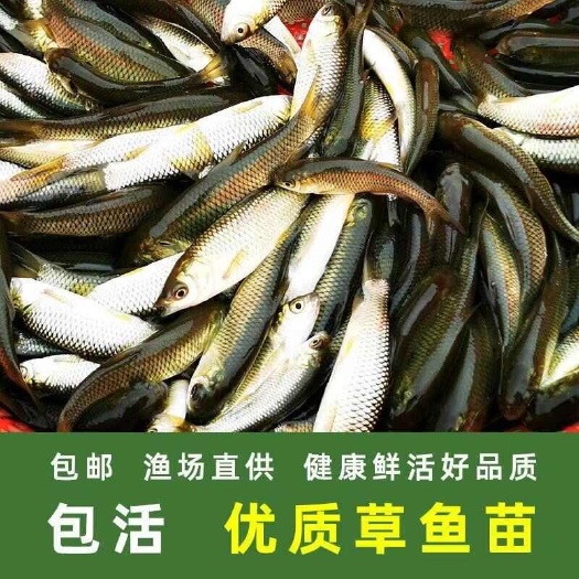 惠州淡水养殖草鱼鱼苗活体草皖鱼苗