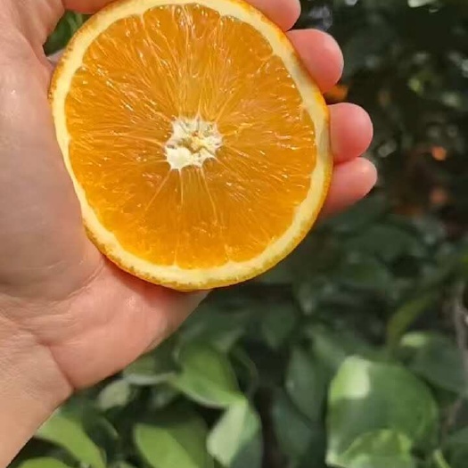 保定江西赣南脐橙