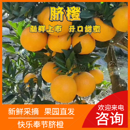 正宗重庆奉节脐橙  果园新鲜采摘