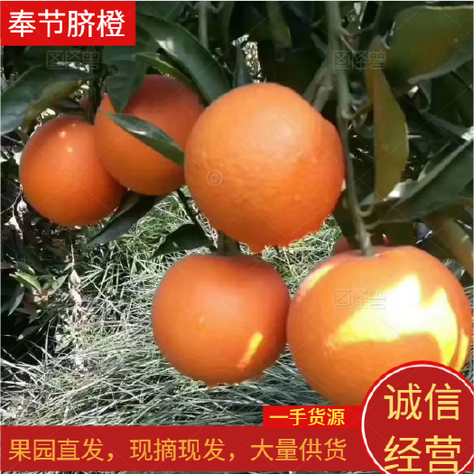 重庆节脐橙 精品果 甜中带微酸  产地直发