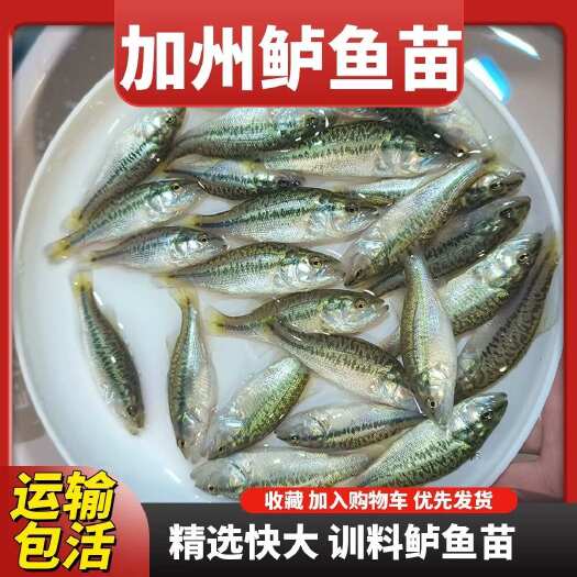 惠州加州鲈鱼苗大口黑鲈鱼淡水鲈鱼苗