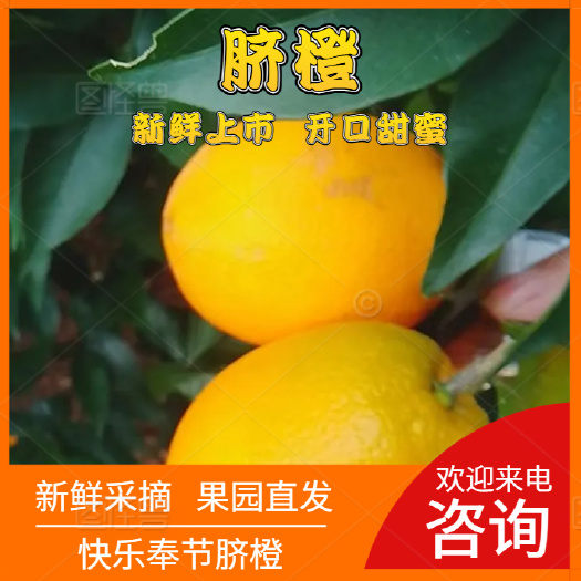 奉节脐橙 果园直发 一手货源