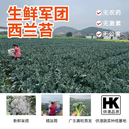 西兰苔，广东高明，可供港品质，基地直发，肉质脆嫩，风味香甜