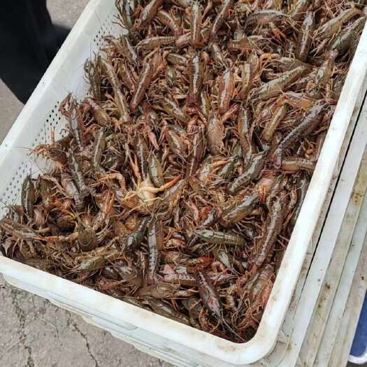 重庆市龙虾苗 基地直供 全国发货 提供技术指导