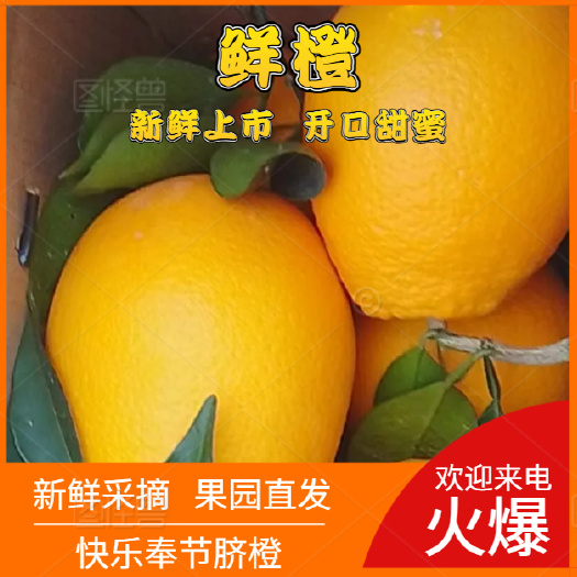 正宗奉节纽荷尔脐橙 大量有货