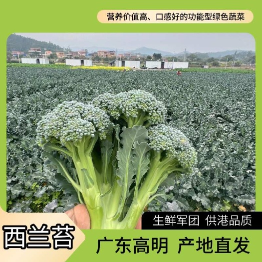 佛山西兰苔，口感脆嫩，营养丰富，绿色蔬菜，畅销中高端餐饮