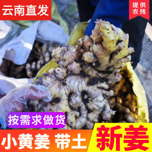 昆明小黄姜 带土 新姜 云南直发