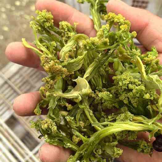 邳州市江苏邳州干花菜 农副加工品 批发零售花菜 菜花干