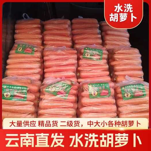 昆明胡萝卜 水洗胡萝卜 云南直发 精品货 二级货