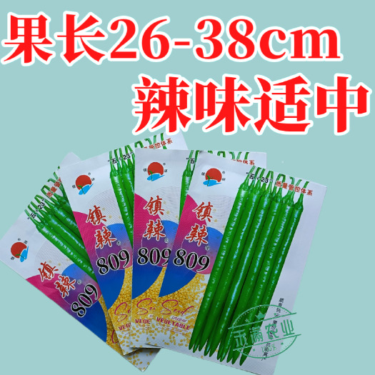 武汉镇研镇辣809线椒种子 椒条顺直钝尖厚肉耐运输高产抗病蔬菜基