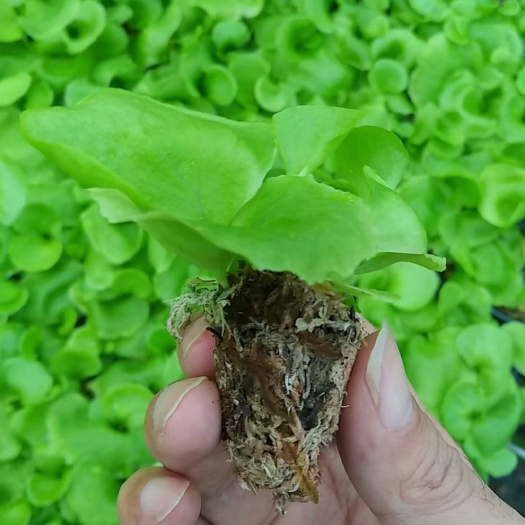 广州源头厂家供应亚洲猴脑鹿角蕨奇特园林绿化绿植景观蕨类盆栽种苗