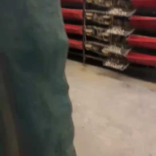 修武县大量鹌鹑蛋，精品鹌鹑蛋。