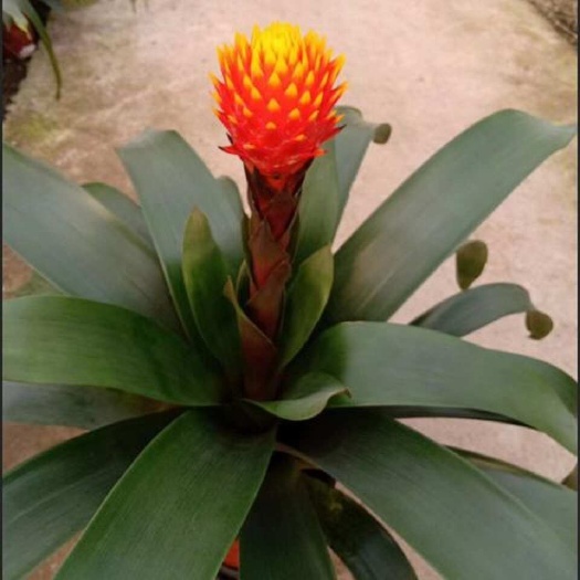 基地供应室内观赏花卉凤梨科松果（大火炬）园林绿化绿植盆栽批发
