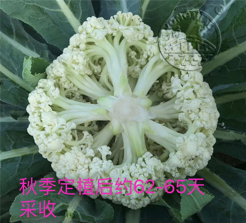 白玉65松花菜种子 早中熟 耐热耐湿 蕾枝浅青梗 甜脆好吃