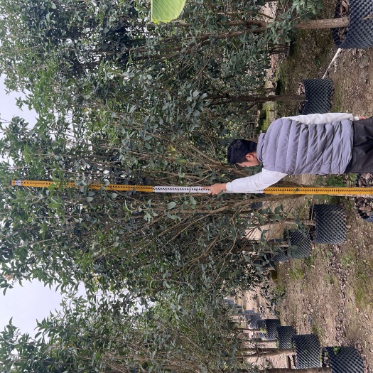 苗木四季桂花高度8-10-12公分大量现货供应，规格齐全