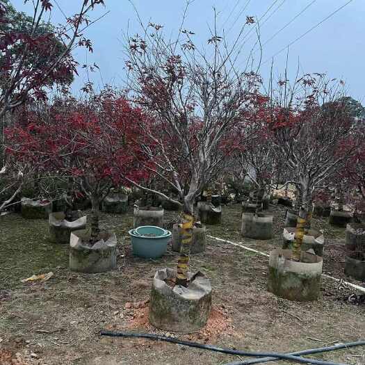 普宁市苗木红枫10-15公分光杆骨架大量从优，价格实惠，规格齐全