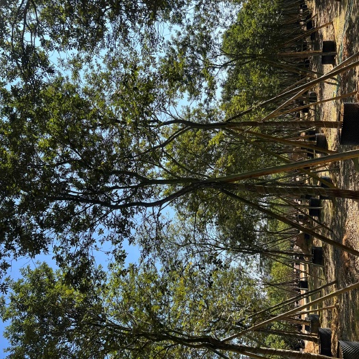 普宁市黄花风铃木 黄花风玲木5-18公分光杆骨架大量从优，规格齐全