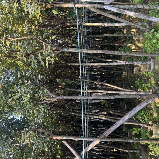 普宁市黄花风铃木 黄花风玲木5-10-15公分大量从优，价格实惠