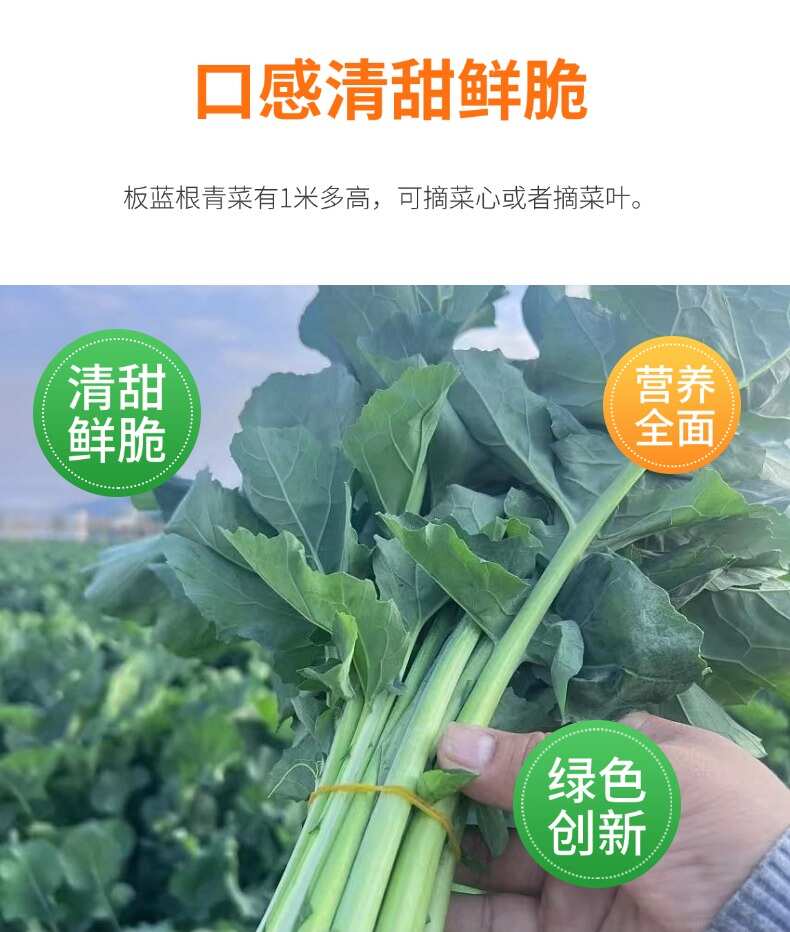 广东佛山高明基地，板蓝根作用菜心，基地直发，品质保证