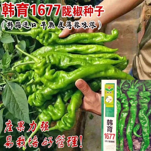 建瓯市韩育1677大果陇椒种子 皮薄味香质脆 果条直长 辣味浓