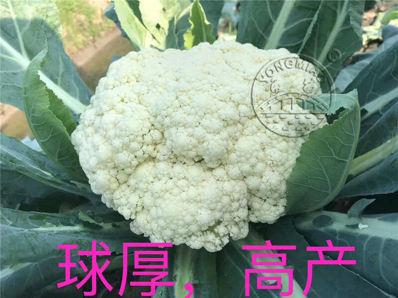 白玉65松花菜种子 早中熟 耐热耐湿 蕾枝浅青梗 甜脆好吃