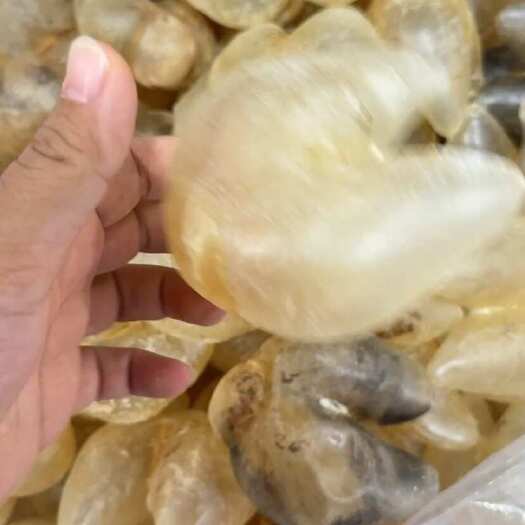 北海特大鸡泡胶28头 花胶鱼胶