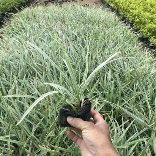 银边草麦冬草庭院绿化观赏草吊兰吉祥草银边兰草沿阶草批发