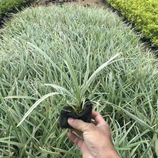 沭阳县银边草麦冬草庭院绿化观赏草吊兰吉祥草银边兰草沿阶草批发