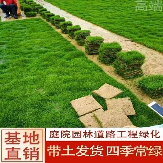 沭阳县绿化草皮真草坪带泥草卷四季常青百慕大马尼拉果岭草庭院耐寒易活