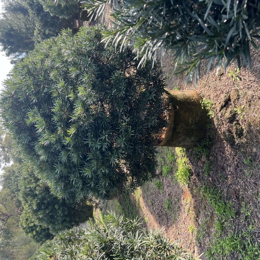 普宁市罗汉松球80-100-120-150高大小规格齐全支看视频