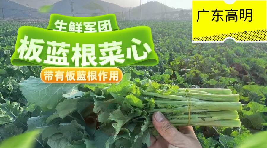 广东佛山高明基地，板蓝根作用菜心，基地直发，品质保证