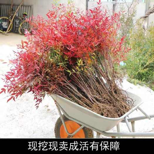 沭阳县南天竹树苗火焰南天竹红天竹苗火焰红叶植物观叶庭院耐寒绿化苗木