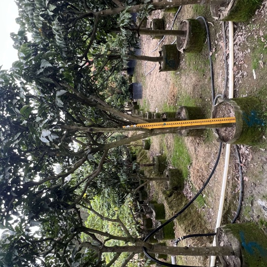 普宁市苗木鸡心黄皮树2-3-4-5高度规格齐全，价格实惠