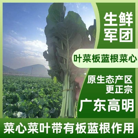 板蓝根菜苔 广东高明 杂交油菜新品