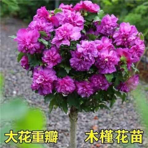 棒棒糖木槿花盆栽重瓣花卉庭院植物耐寒好养绿植阳台观花草可食用